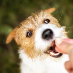 Biscuits, Cookies & Crunchy Treats