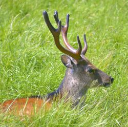 Attractants