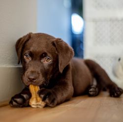 Dog Bones, Rawhides & Bully Sticks