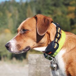 Bark Control & Training Collars