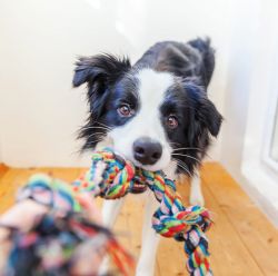 Rope & Tug Toys