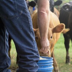 Livestock Feeding & Watering Equipment
