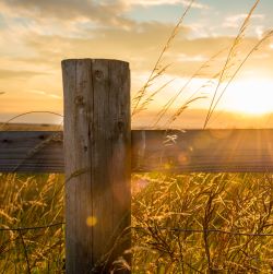 Fence Posts