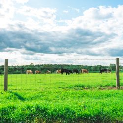 Field Fencing