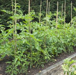 Garden Stakes & Kinetics