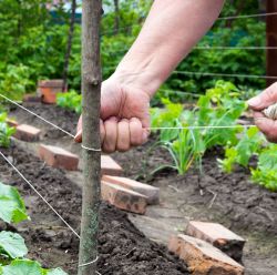 Plant Stakes, Ties & Cages