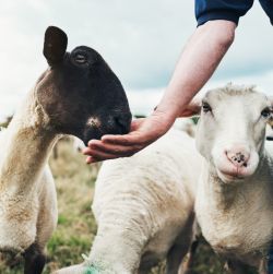 Goat & Sheep