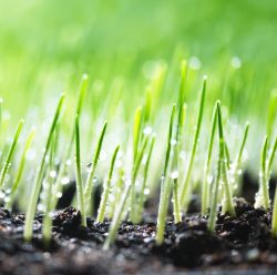 Grass Seed