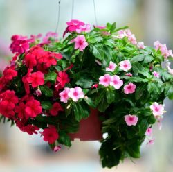 Plant Hangers
