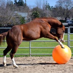 Stable Toys