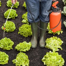 Insecticides