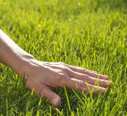 Lawn Care