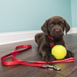 Collars, Leashes & Harnesses
