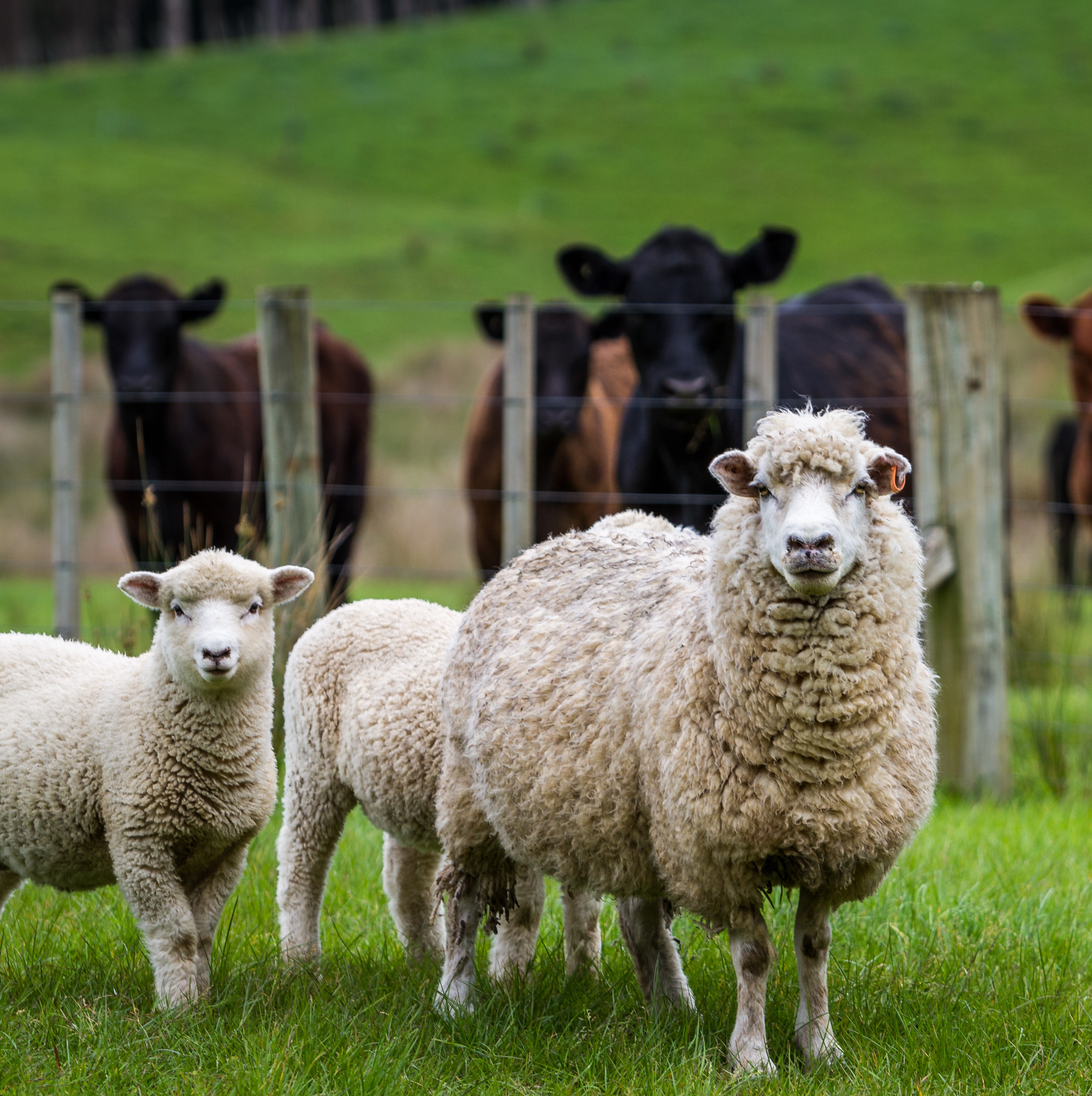 Livestock