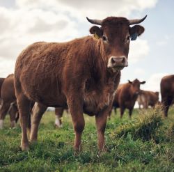 Livestock Feed & Treats