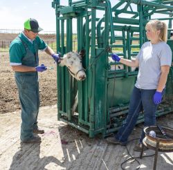 Livestock Handling Equipment