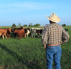Livestock Health