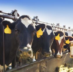 Livestock ID