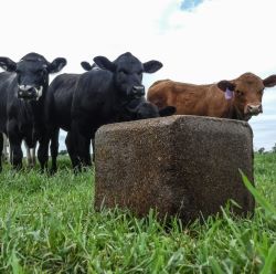 Livestock Supplements & Tubs