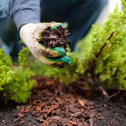 Mulch