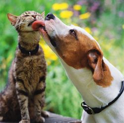Image of Pet & Wildlife