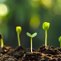 Plant Food