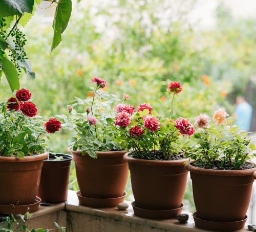Pots & Planters