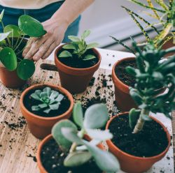Potting Soil