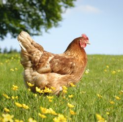 Vitamins & Supplements