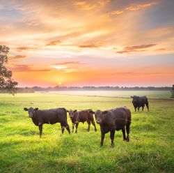 Pour-On, Sprays & Dust