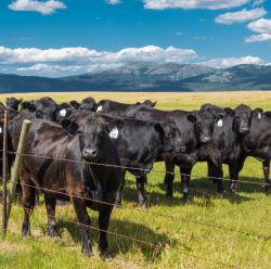 Electronic Prod & Sorting