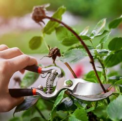 Pruning Tools