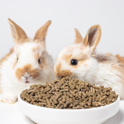 Feeders & Waterers