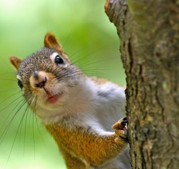 Squirrels