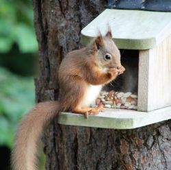 Squirrel Feeders