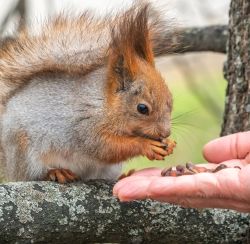 Squirrel Feed