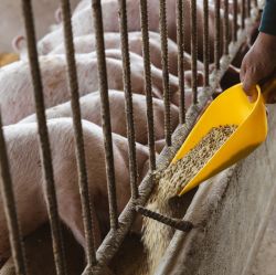 Swine Feed
