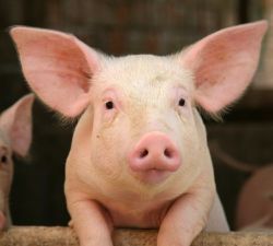 Swine/Pigs