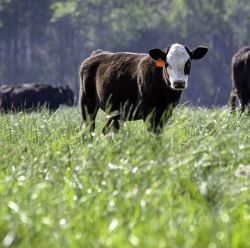 Wound Care, Topicals & Ointments