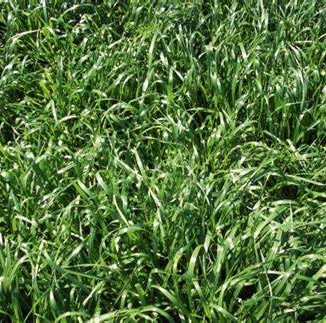 Greenpoint Ag 810025