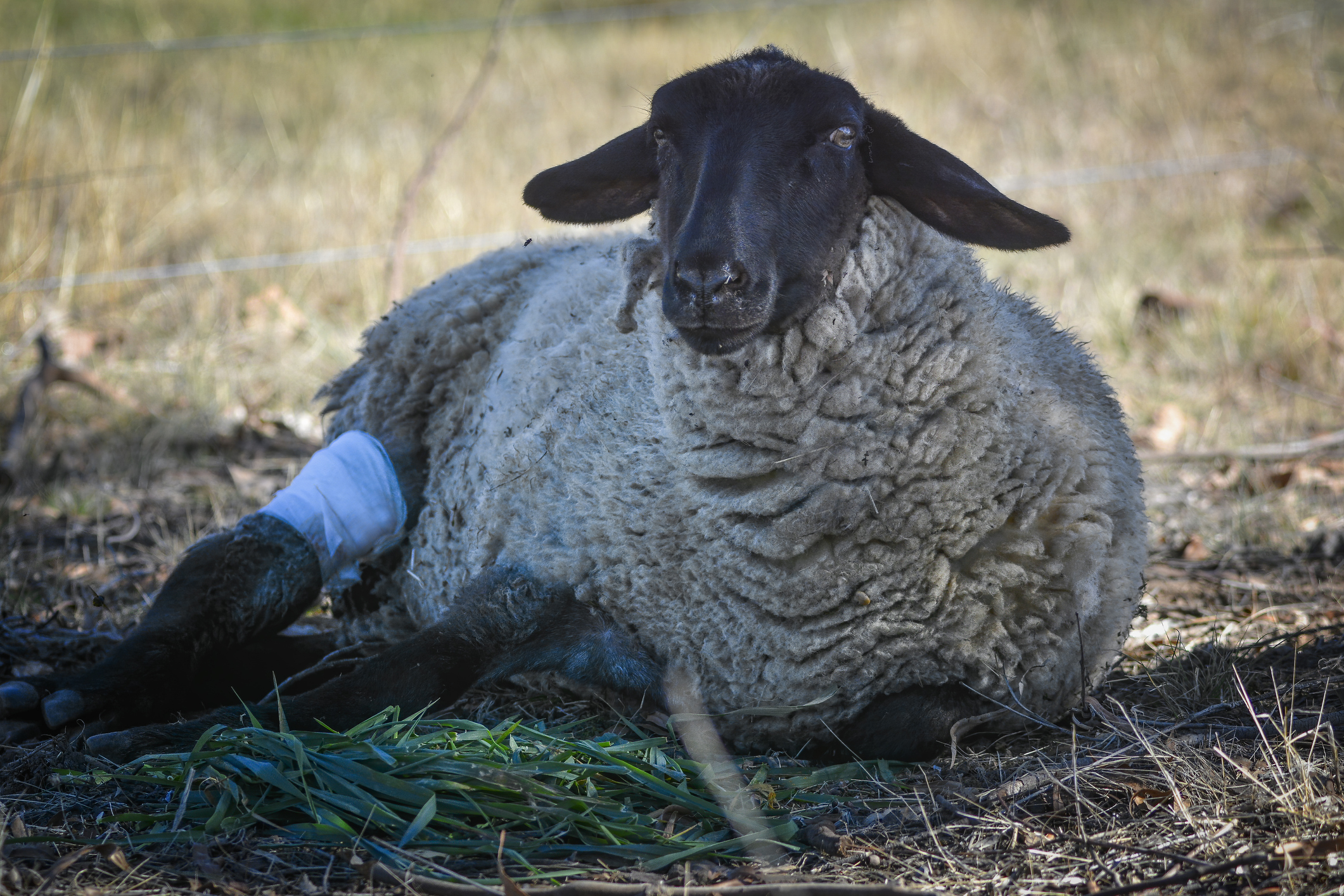 Livestock Wound Care