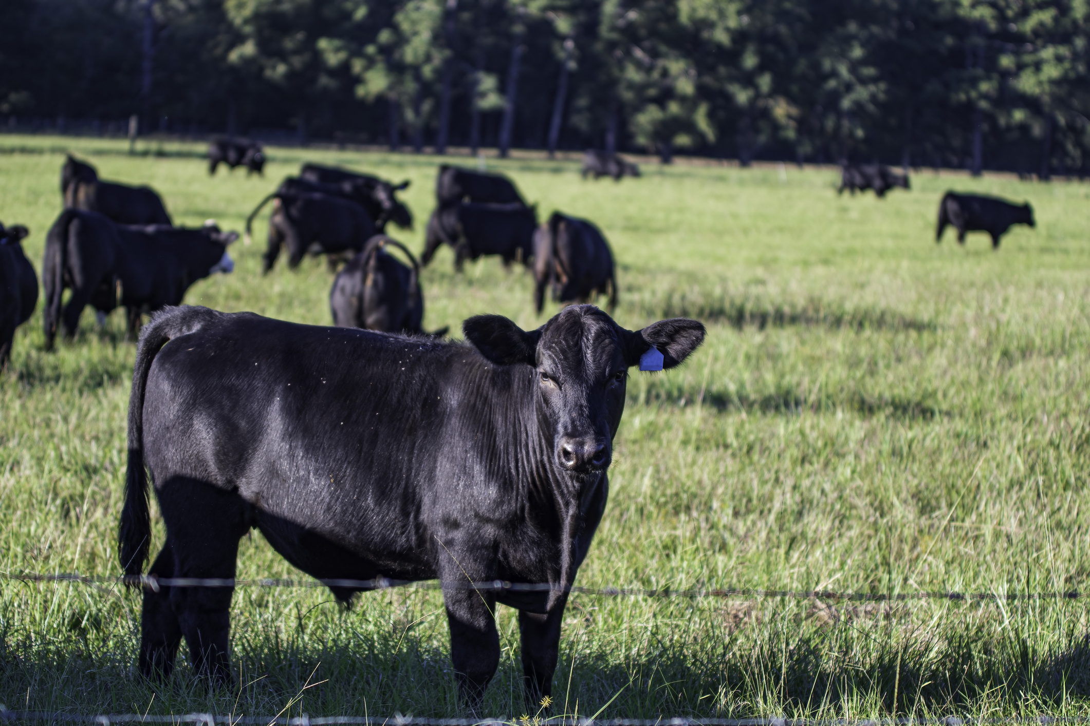 Cattle Fly & Insect Control