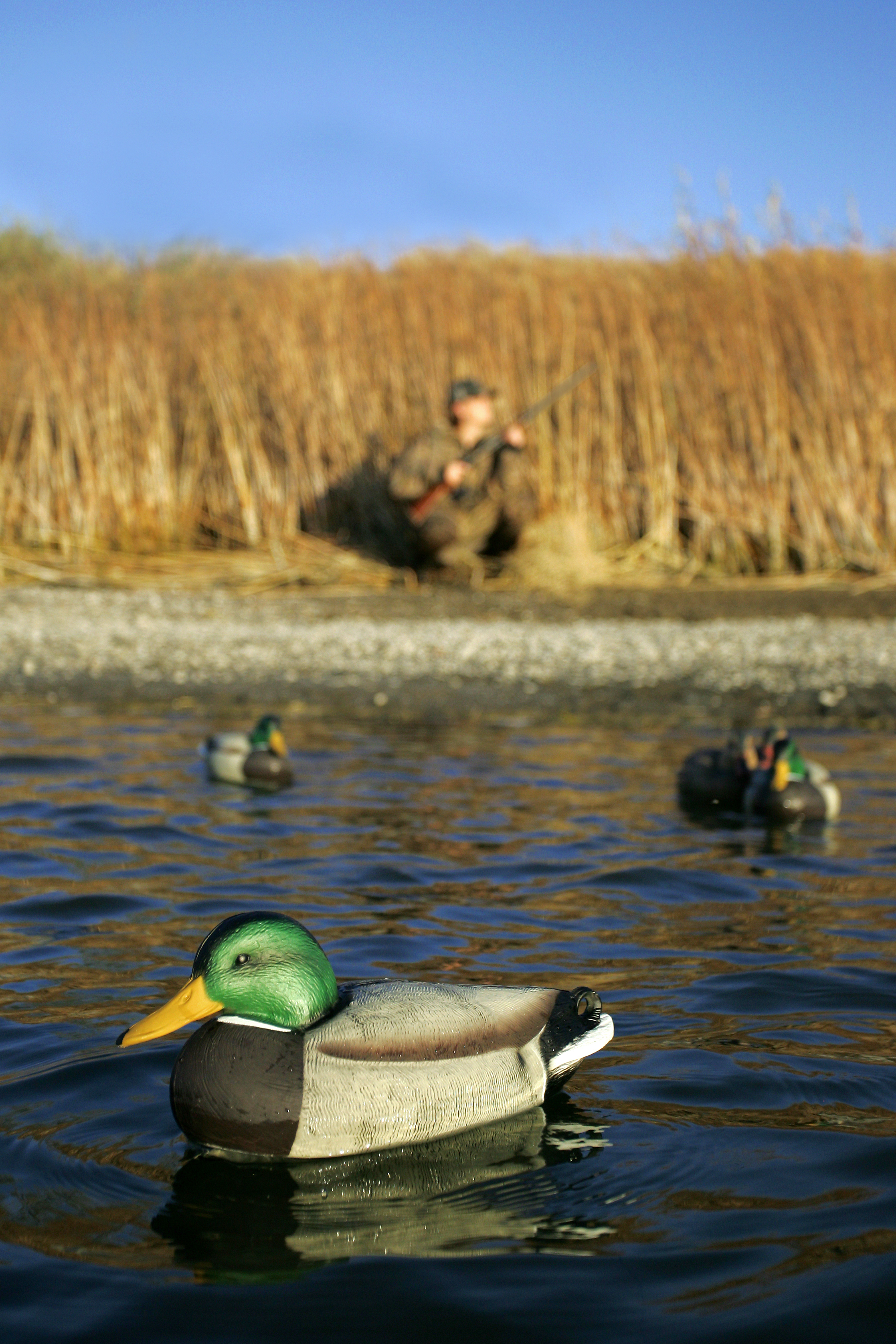 Waterfowl