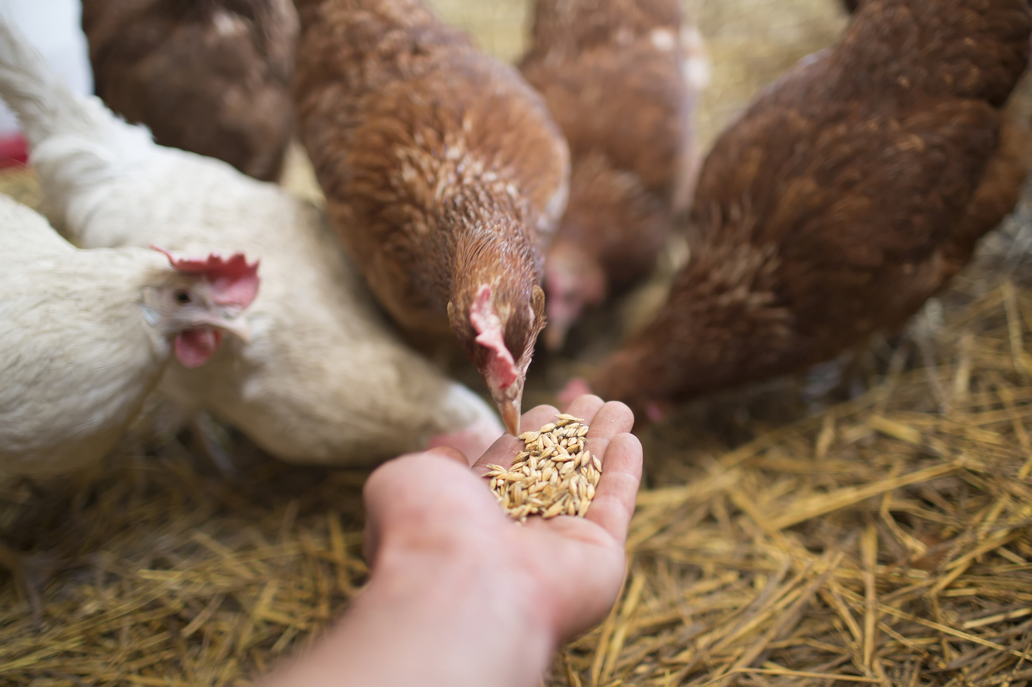 Poultry Supplements