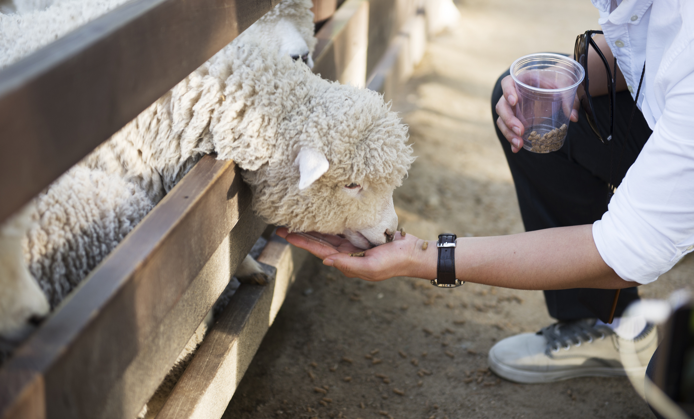 Sheep & Goat Supplements