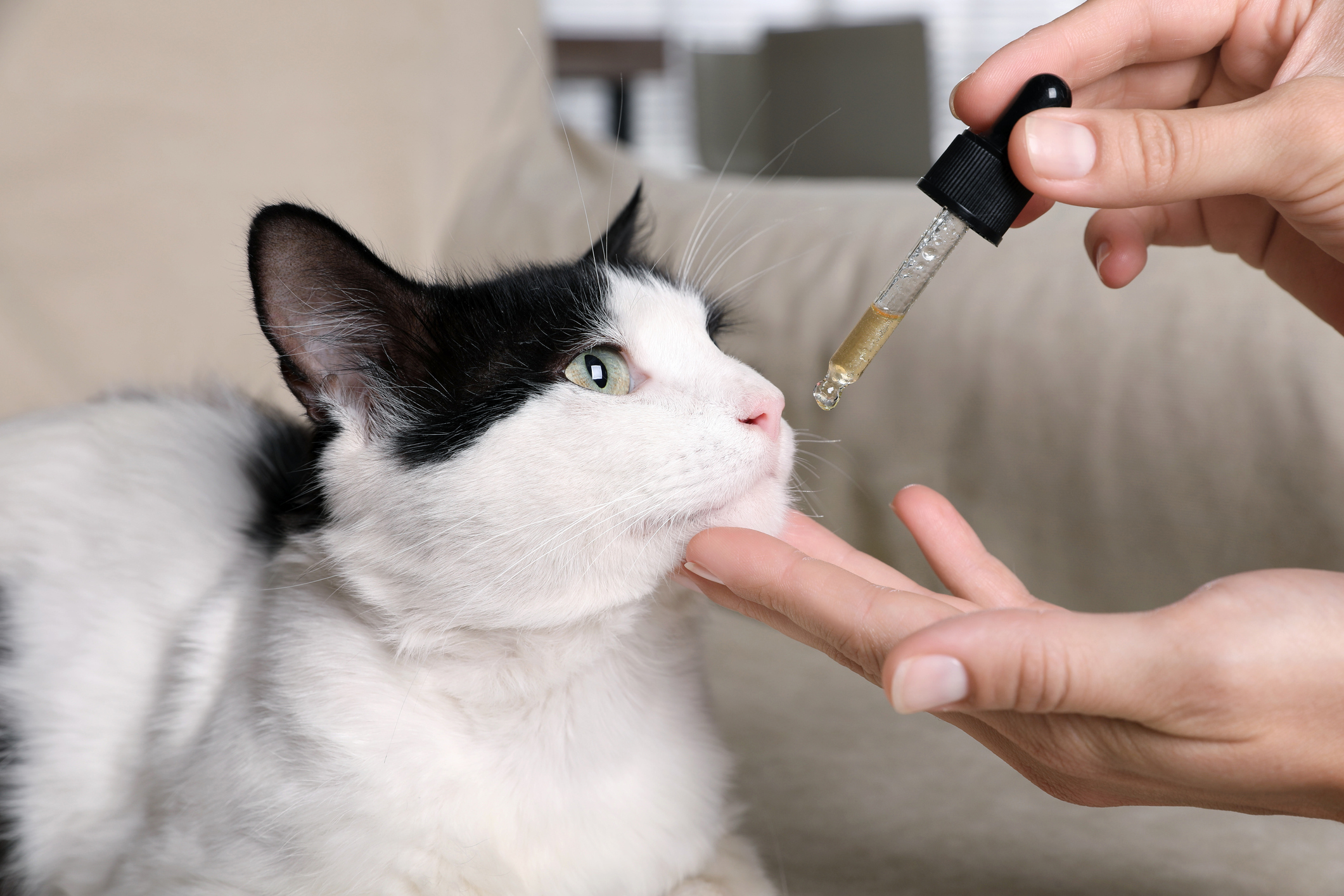 Cat Health
