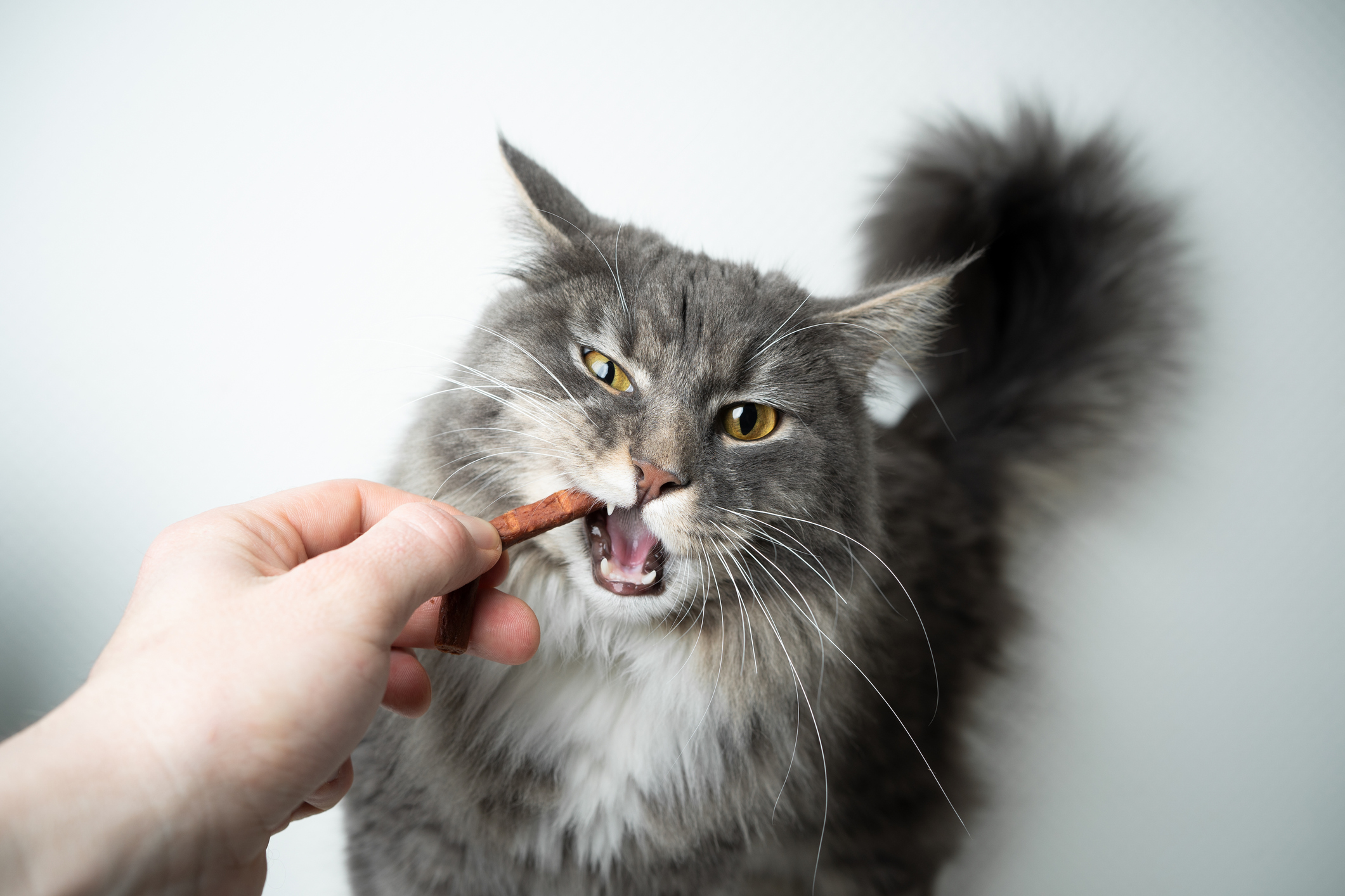 Cat Treats