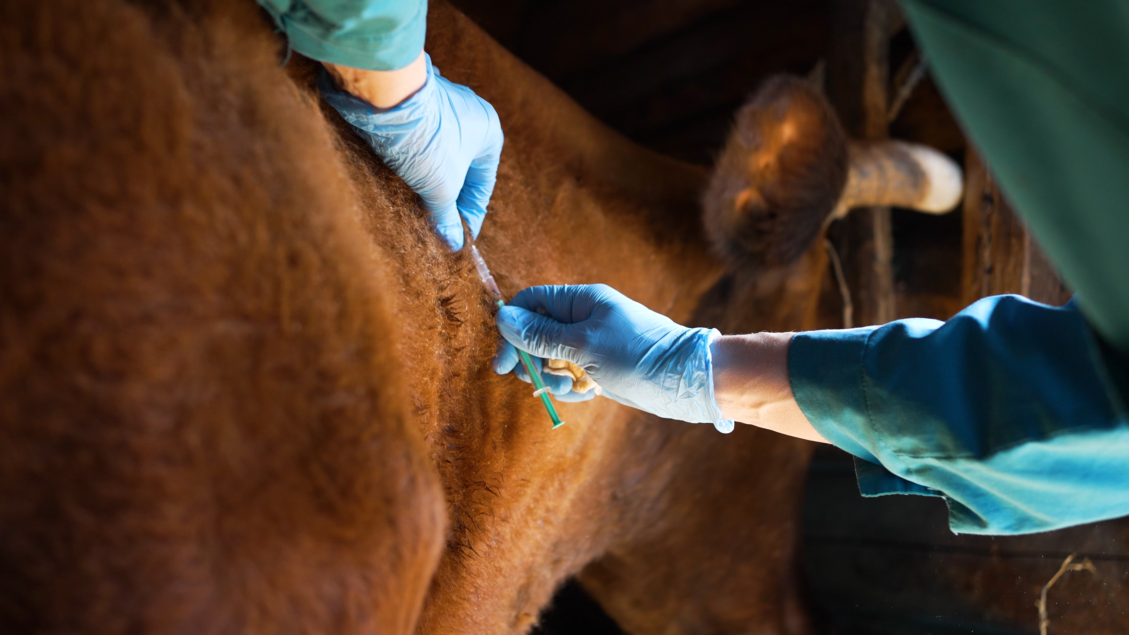 Cattle Vaccinations