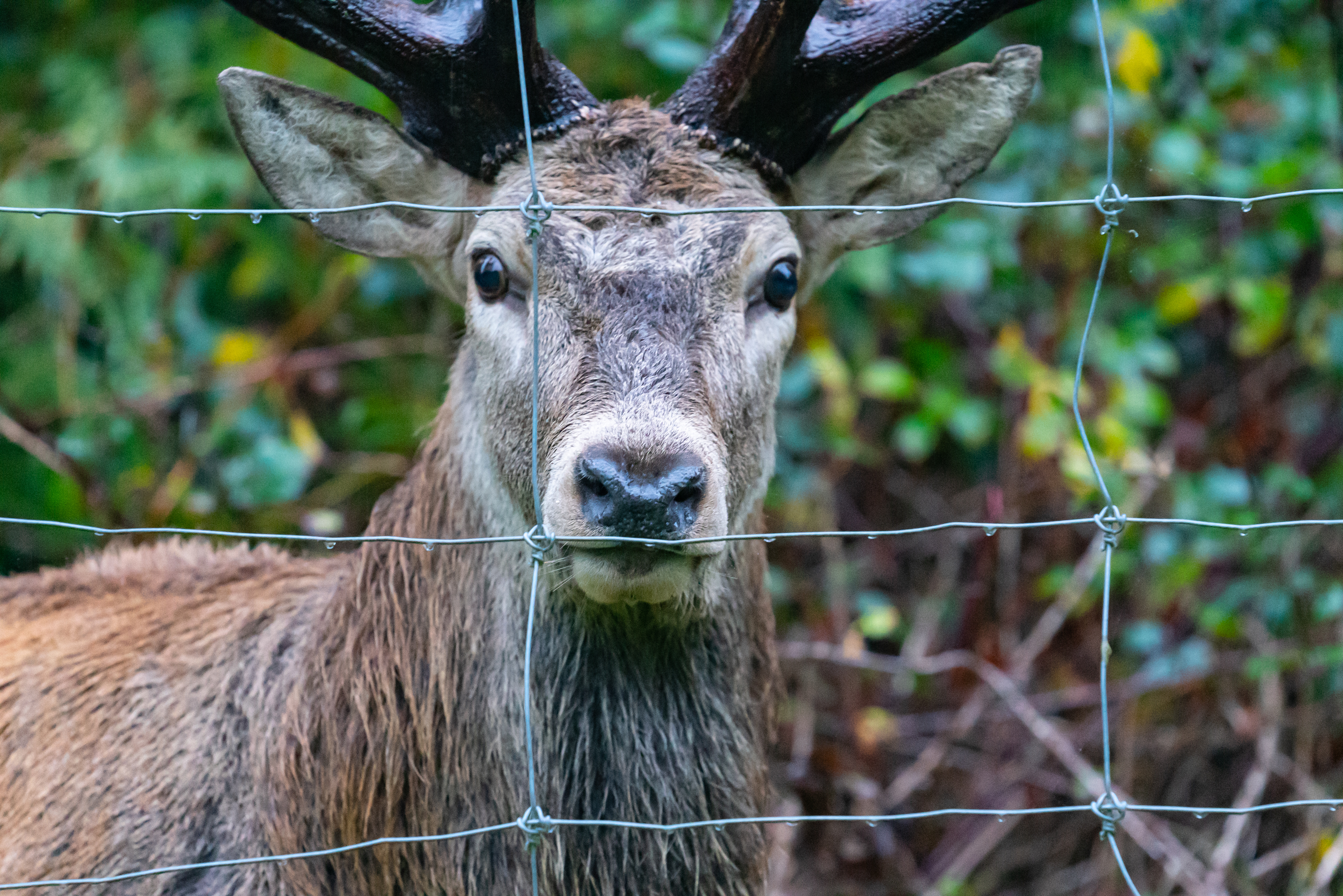 Deer, Orchard & Wildlife Fencing