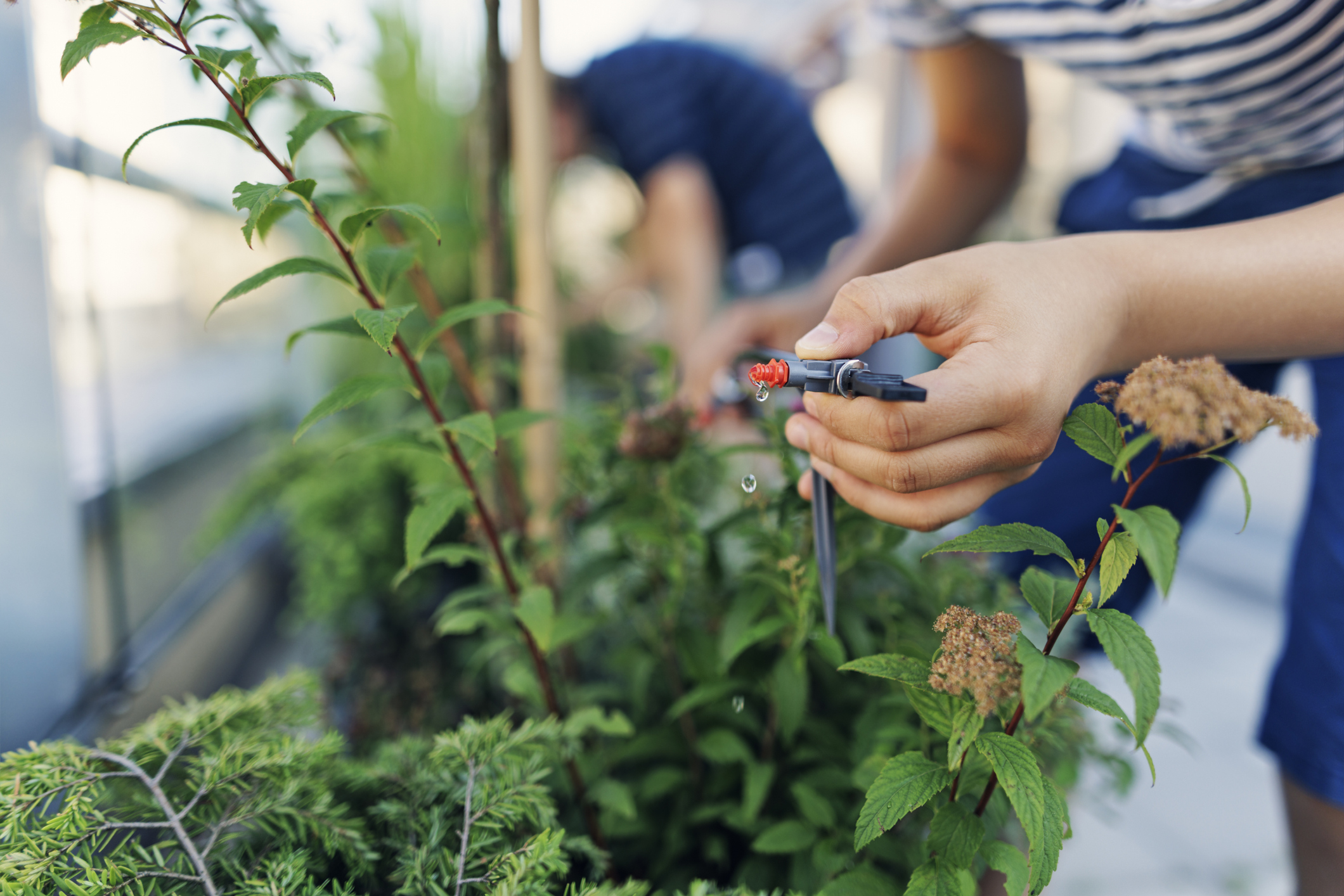 Drip Irrigation